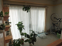 リビングの窓面には土間部分があり、観葉植物や趣味の自転車が置けるようになっています。壁にはキャットウォークを設置しました。